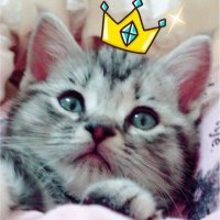 スズメまゆげ オレオたん (@suzumayu_oreo) Twitter profile photo