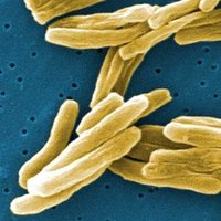 Mycobacterium Papers (@mycobactpapers) 's Twitter Profile Photo Mycobacterium Papers (@mycobactpapers) 's Twitter Profile Photo