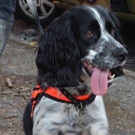 Dexter the FI Dog @DerbysFRS @nottsfire @LincsFireRescue @LeicsFireRescue