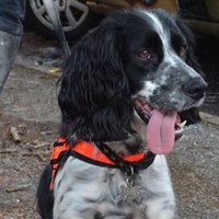 East Mids Fire Dog(@MidsDog) 's Twitter Profile Photo