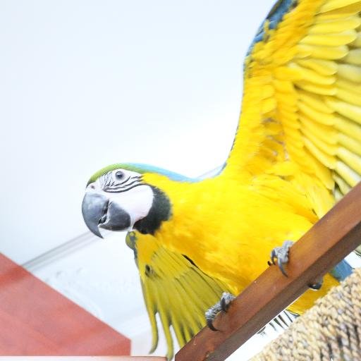 ⚫︎東京・南青山にある、インコ・オウム・文鳥等の飼育用品や鳥グッズを取り扱う鳥用品専門店バードモアです。  楽天・Amazon・ヤフーショッピングでの通信販売も行なっておりますので、ぜひご利用ください☆
インスタグラム
→https://t.co/qkUM7NGcO9