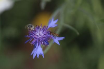 cbsmacro's profile picture. 