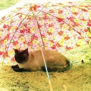 花Toriさんのプロフィール画像