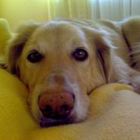 Anina Hundekeks (@anina_hundekeks) 's Twitter Profile