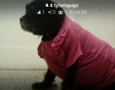 bea_themodel's profile picture. model
runn by mommy
yes I'm a dog