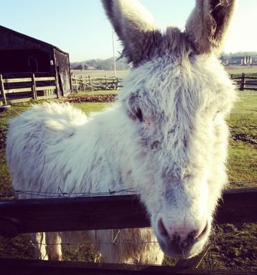 Inglenook Farm Profile