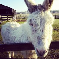 Inglenook Farm (@inglenookfarm) 's Twitter Profile