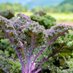 ʙᴄ ᴏʀɢᴀɴɪᴄ ғᴀʀᴍᴇʀs (@bcorganicfarms) Twitter profile photo ʙᴄ ᴏʀɢᴀɴɪᴄ ғᴀʀᴍᴇʀs (@bcorganicfarms) Twitter profile photo