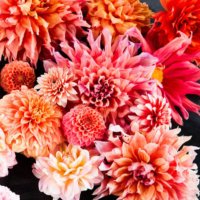 Mary McGrath (@msmarymcgrath) 's Twitter Profile