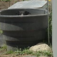 BuckeyeBCRescue's profile picture. 