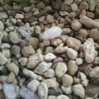 zpzploop (@zpzploop) 's Twitter Profile
