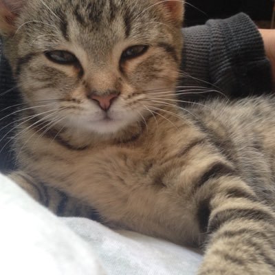 FireyFoxy1987's profile picture. 