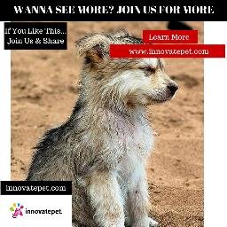Everything you need to improve the lives of your pets!