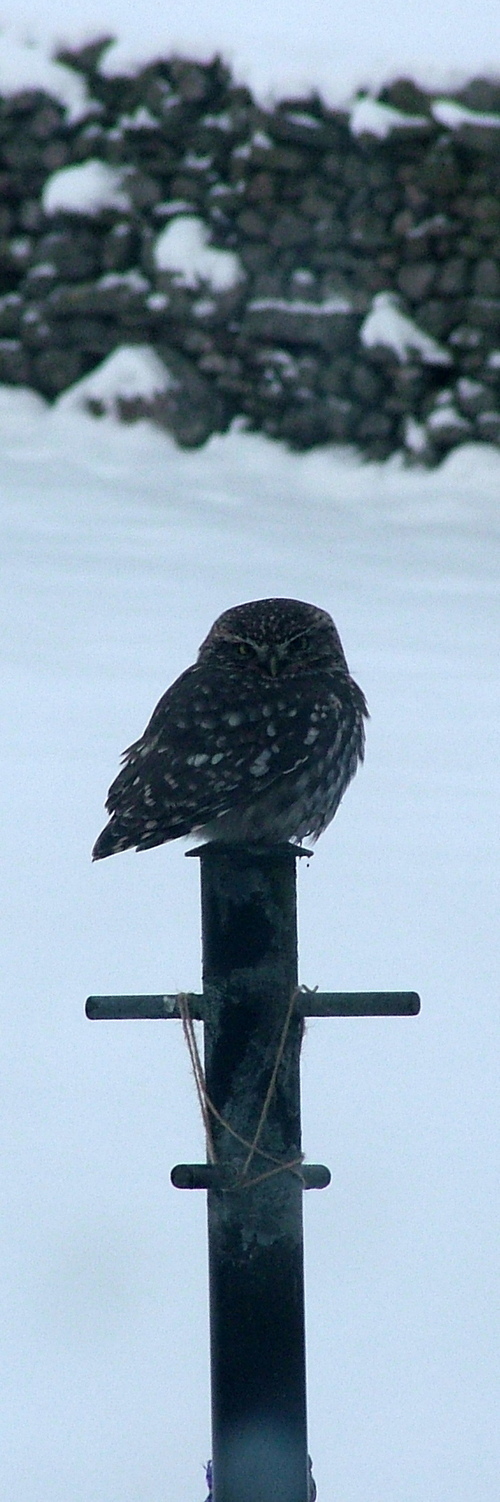 YDMTLEADER's profile picture. The Local Action Group co-ordinator for the Yorkshire Dales LEADER Programme. Largely a work twitter. Also on http://t.co/SozgfzLm