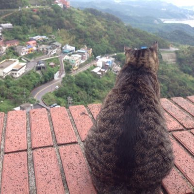 こいけさんのプロフィール画像