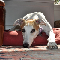 John (@gothamgreyhound) 's Twitter Profile Photo John (@gothamgreyhound) 's Twitter Profile Photo