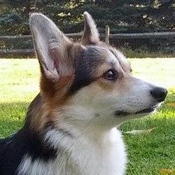 arya_corgi Profile Picture