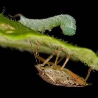 Thaler Lab (@toxicplantlab) 's Twitter Profile