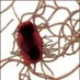 Mulvey Lab (@mulveylab) Twitter profile photo Mulvey Lab (@mulveylab) Twitter profile photo