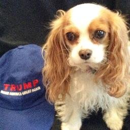 Donald Trump supporter, MAGA Conservative, Wife, Dog Mom, Peace through Strength #Trump2024