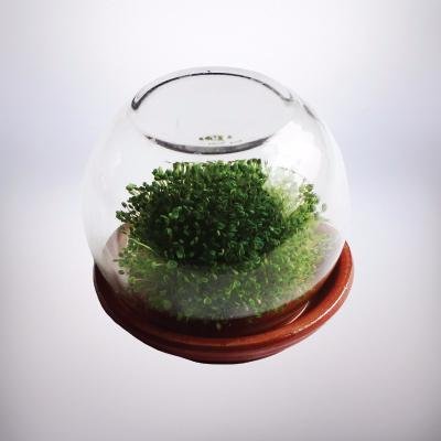 GrowSPRO's profile picture. GrowSPRO Chia Sprouting Pods are designed to transform Chia seeds into a nutritious kitchen grown superfood in 3 easy steps.