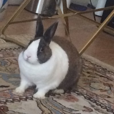 Tati673528051's profile picture. Hi Sebastian stan