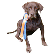 DognPetAwards's profile picture. American Kennel Club Certificate Holders. Your best source for dog and pet award holders.