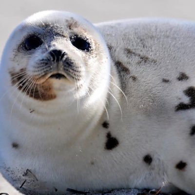 henryharp21's profile picture. I live in the North Atlantic Ocean with all my homies. (my username is a nickname, I am a female hence the name hannah)