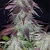 Illinois Hemp (@illinois_hemp) Twitter profile photo Illinois Hemp (@illinois_hemp) Twitter profile photo