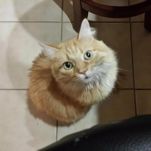 eltangwr39c's profile picture. 