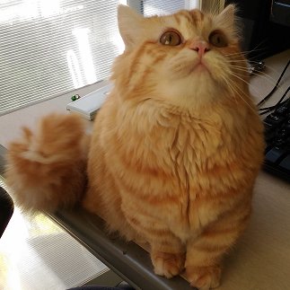 RootLinks_Co's profile picture. サラリーマン生活を辞めて独立。 今年で23年目の生涯現役を目指す老眼SE。