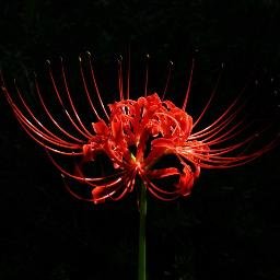 Some random 23-year old dude with a Spider Lily PFP who likes big buff guys- Lol. Jeez, lots of old posts from 2016-2018.