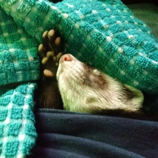 I am a ferret. I was abandoned outside in the winter in Colorado. I almost starved to death and found Lisa & Author Joe Holt's house. They saved my life.