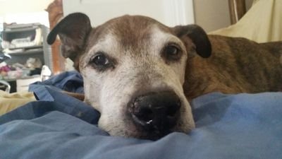 NinjaTimon's profile picture. getting back to streaming again