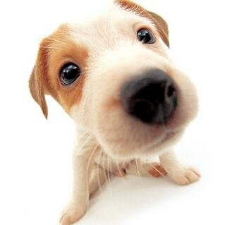 duottsi's profile picture. 