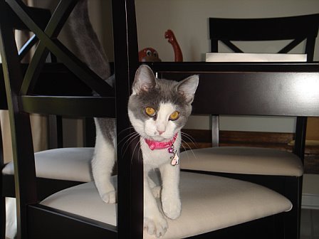 RinRulz's profile picture. 