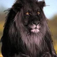 Black Lion (@iabmfmuhssn) Twitter profile photo