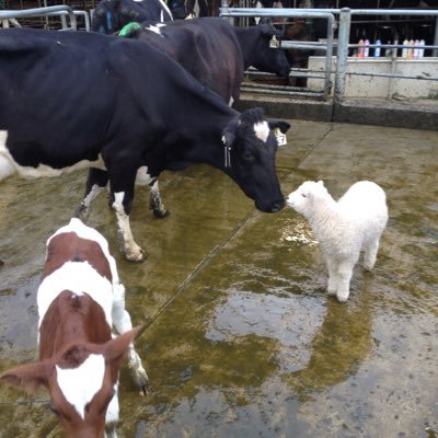 Dairy Farming in Cheltenham NZ. Milking 700 cows