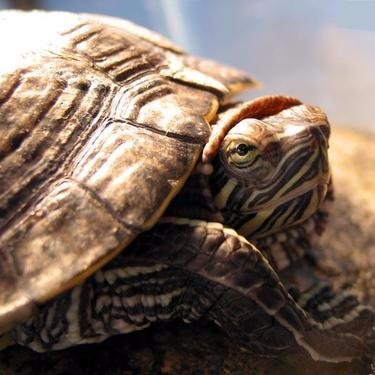 MartiSalaR's profile picture. Com saps que sóc jo l'al·lucinació?