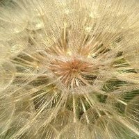 Di Sansebastiano lab (@lecce_plantcell) 's Twitter Profile