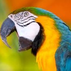 Like2b creative & use my hands,I listen 2 the nature(sounds)weakness for parrots,We all see the same sun,I think it´s important we protect our planet, Peace V