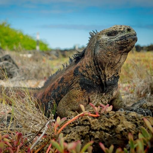 Desde 2005. Empresa de Desarrollo Turístico y Gestión Ambiental. Apostamos por un crecimiento sostenible de las comunidades y la conservación de su entorno.