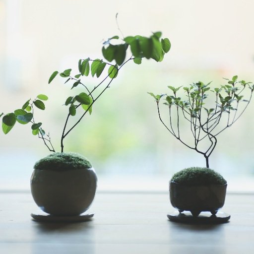 “SEKIBOKKA”A world of nature in every small pot. 「小さな器に大きな自然」 石木花のオフィシャルアカウントです。育成相談は公式webのメールフォームからお願いいたします。