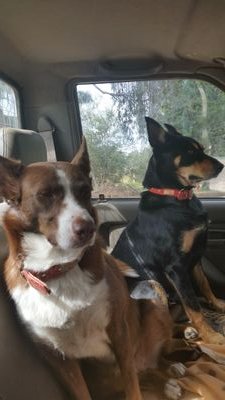 EmmaKeep2's profile picture. Artist, , Murwillumbah nnsw environmentalist, 💖animals,advocate for medicinal cannabis,love all nature :)