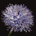 dani ballard - @katladismom - Twitter