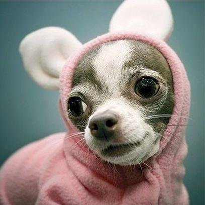 leflashbic's profile picture. (Un mouton... Comme les autres)