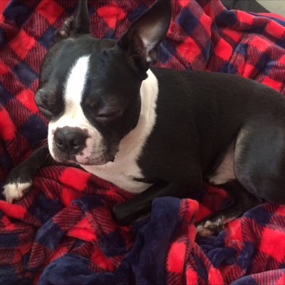 Hi I'm Boston the Boston terrier. I live in rainy England and My hobbies include chasing cats, walkies eating and trumping! My mummy is @kiyabancroft No porn.