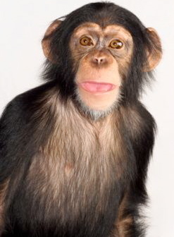 ConansMonkey's profile picture. Hanging with CoCo