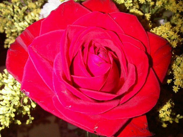 Fue el tiempo que pasaste con tu rosa lo que la hizo tan importante