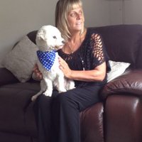 Sandra Holmes (@sandraanddennis) 's Twitter Profile